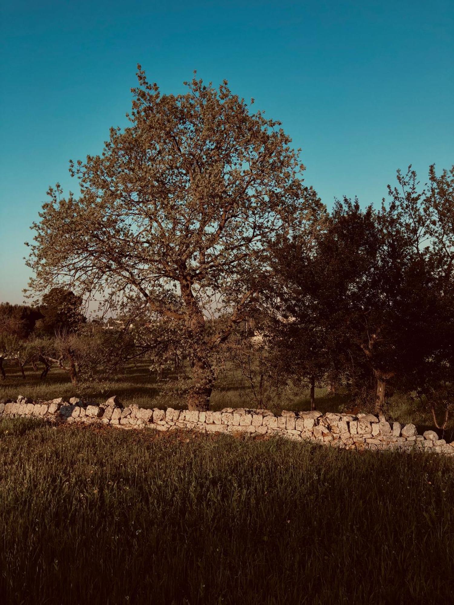 Masseria Fenicia モノーポリ エクステリア 写真